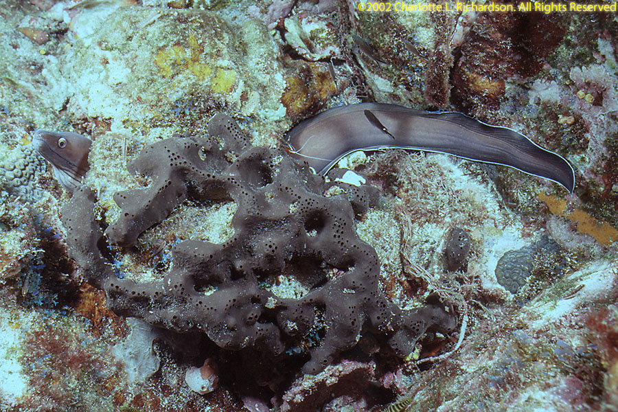 Sao Tome e Principe Photo Gallery